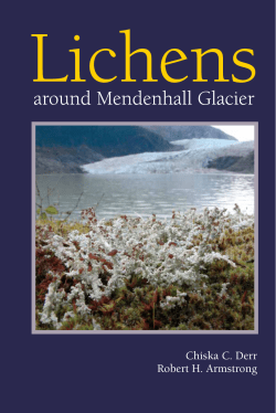 Lichens around Mendenhall Glacier
