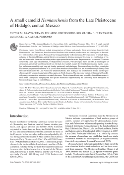 A small camelid Hemiauchenia from the Late Pleistocene of Hidalgo