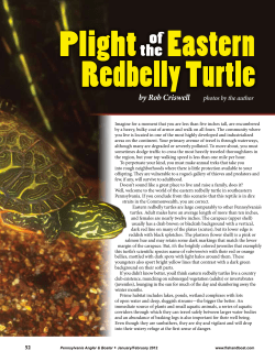 Plight of the Eastern Redbelly Turtle