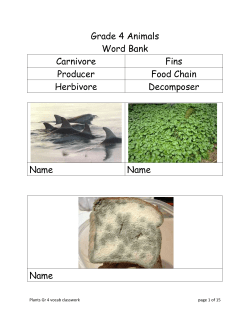 Grade 4 Animals Word Bank Carnivore Fins Producer Food Chain