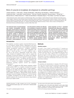 Role of synectin in lymphatic development in zebrafish and frogs