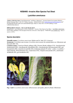 Lysichiton americanus