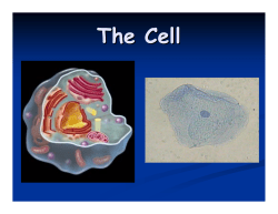 The Cell