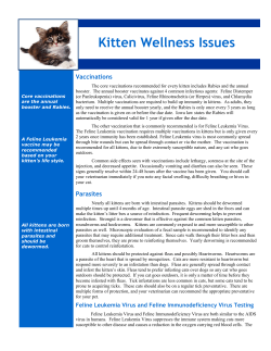 Kitten Info - Brookview Animal Health Center