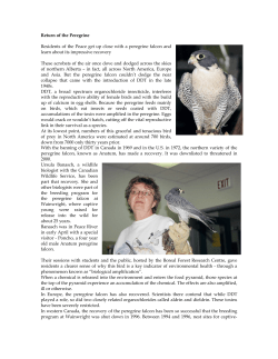 Return of the Peregrine