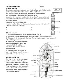 Earthworm Anatomy