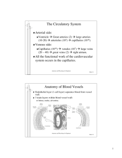 The Circulatory System Anatomy of Blood Vessels