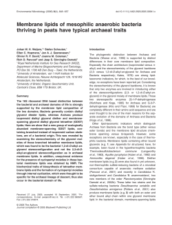 Membrane lipids of mesophilic anaerobic bacteria thriving in peats
