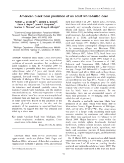 American black bear predation of an adult white