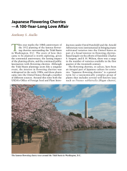 Japanese Flowering Cherries &mdash;A 100-Year-Long Love