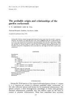 The probable origin and relationships of the garden cockscomb
