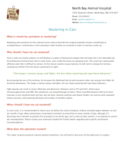 Cat - North Bay Animal Hospital