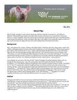 About Pigs - The Humane Society of the United States