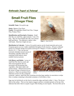 Small Fruit Flies