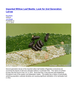 Imported Willow Leaf Beetle: Look for 2nd Generation Larvae