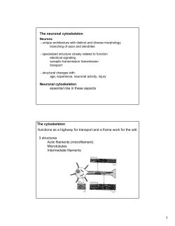 1 The neuronal cytoskeleton Neuronal cytoskeleton essential role in