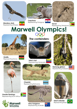 Marwell Olympics! The contenders