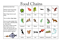 9 Food Chains - Primary Resources