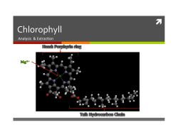 Chlorophyll