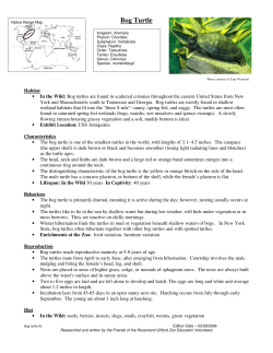 Bog Turtle - Rosamond Gifford Zoo