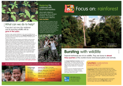 Focus on: rainforest