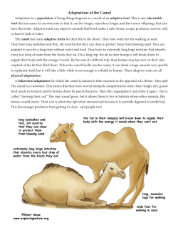Adaptations of the Camel