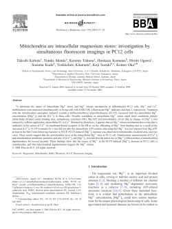 Mitochondria are intracellular magnesium stores: investigation by
