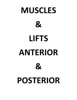 Muscle Man with Lifts