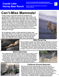 Can`t-Miss Mammals! - the County of Santa Clara
