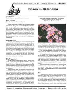 Roses in Oklahoma - OSU Fact Sheets
