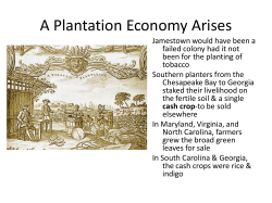 A Plantation Economy Arises