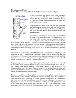 Hurricanes and Trees