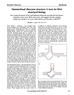 Hammerhead ribozyme structure: U-turn for RNA structural biology