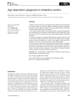 Age-dependent xylogenesis in timberline conifers