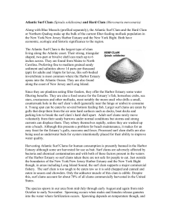 Atlantic Surf Clam - New Jersey Sea Grant Consortium
