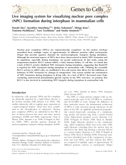 (NPC) formation during interphase in mammalian cells