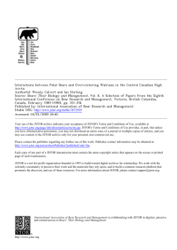 Interactions between Polar Bears and Overwintering Walruses in the