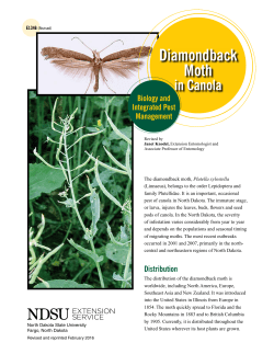 Diamondback Moth in Canola