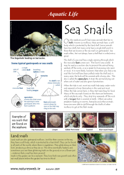 Sea Snails
