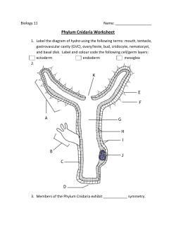 phylum cnidaria worksheet