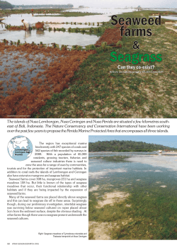 Seaweed Seagrass farms - Seagrass