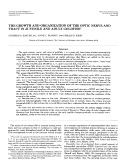 the growth and organization of the optic nerve and tract in juvenile