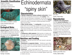 Echinodermata &ldquo;spiny skin&rdquo; - cosee-os