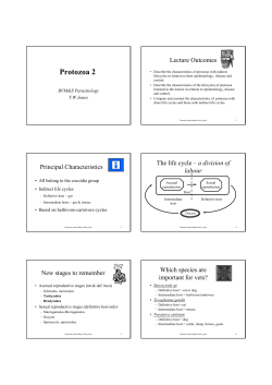 Protozoa 2