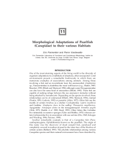 Morphological Adaptations of Pearlfish (Carapidae) to their various