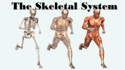 Skeletal System- Anatomical Position