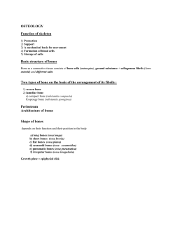 OSTEOLOGY Function of skeleton Basic structure of bones