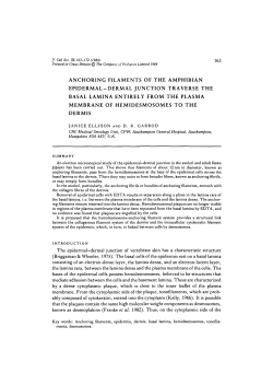 anchoring filaments of the amphibian epidermal