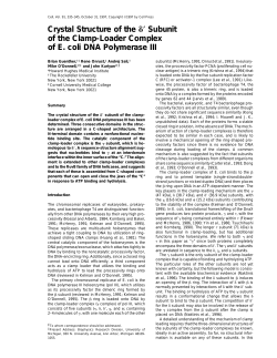 Subunit of the Clamp-Loader Complex of E. coli DNA Polymerase