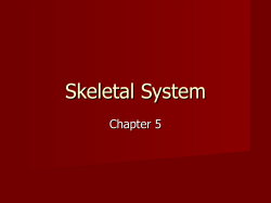 Skeletal System - ukiahadultschool.net